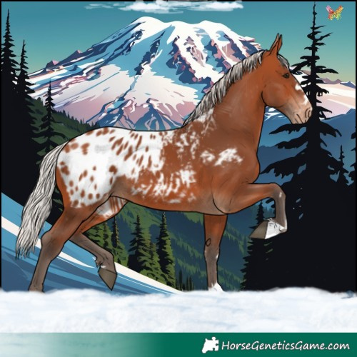 Horse Color:Silver Bay Appaloosa