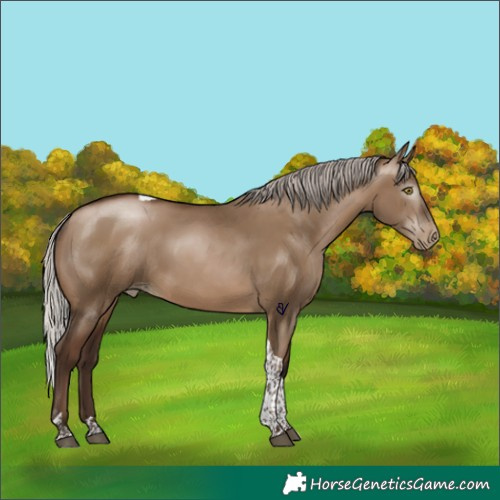 Horse Color:Gray Silver Bay Pearl Dun Tobiano 