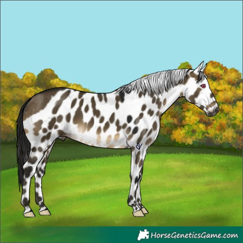 Horse Color:Gray Buckskin Dun Skewed Appaloosa