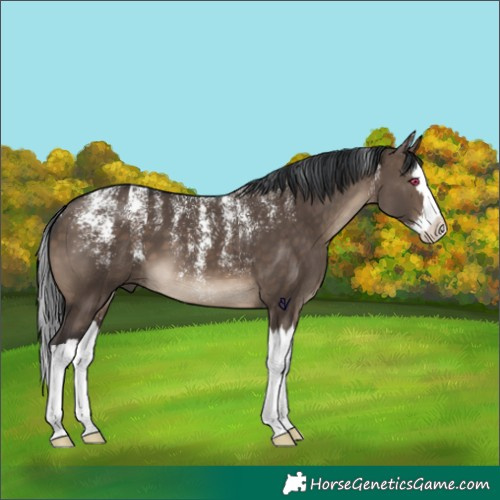 Horse Color:Powder White Brown Dun Splash 