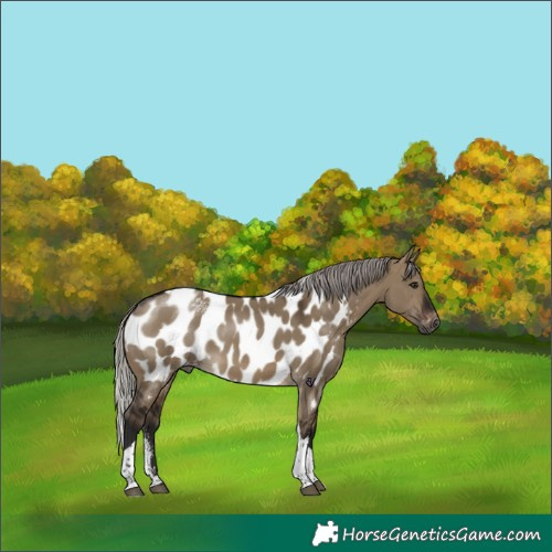 Horse Color:Powder White Gray Silver Brown Dun Tobiano Near Leopard