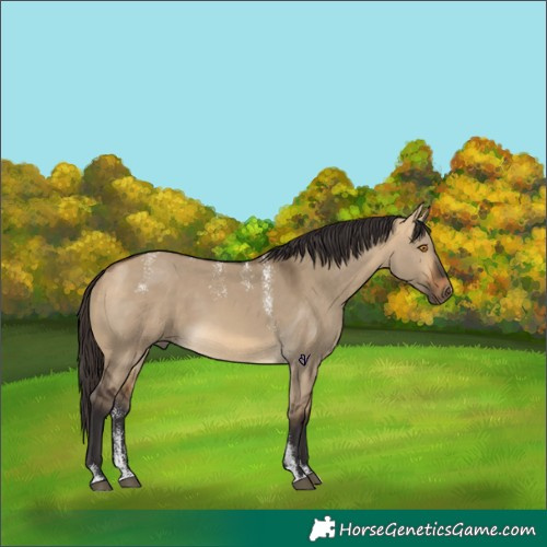 Horse Color:Powder White Buckskin Dun
