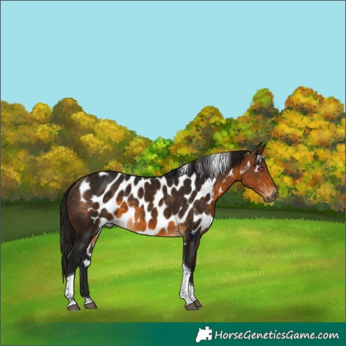 Horse Color:Gray Buckskin Tobiano Skewed Appaloosa