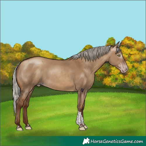 Horse Color:Gray Silver Amber Champagne Dun Tobiano Rabicano