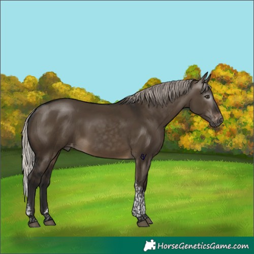 Horse Color:Gray Silver Brown Dun Tobiano Appaloosa