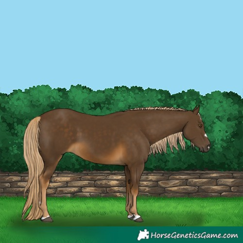 Horse Color:Chocolate Palomino