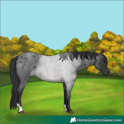 Horse Color:Brown Roan Sabino