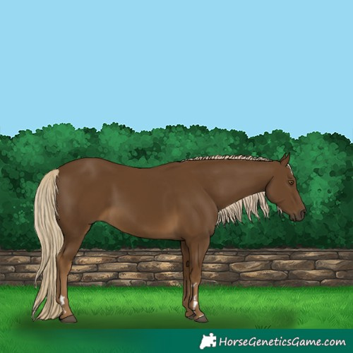 Horse Color:Chocolate Palomino