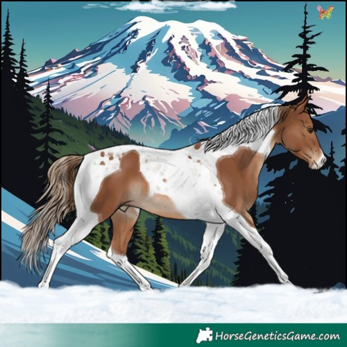 Horse Color:Chestnut Tobiano