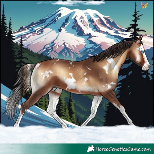 Horse Color:White Spotted Bay Onyx Splash 