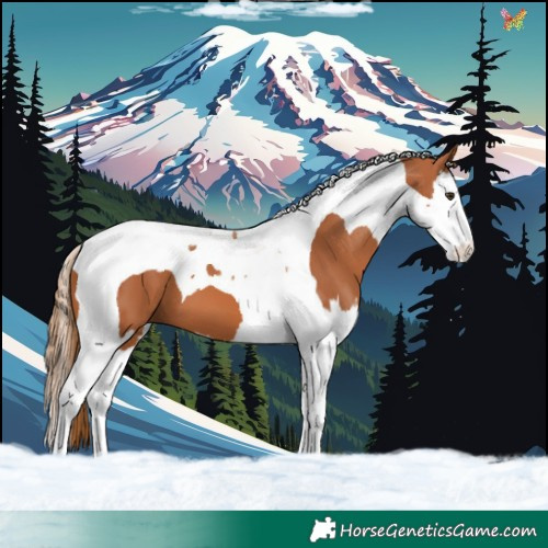 Horse Color:Chestnut Splash Tobiano