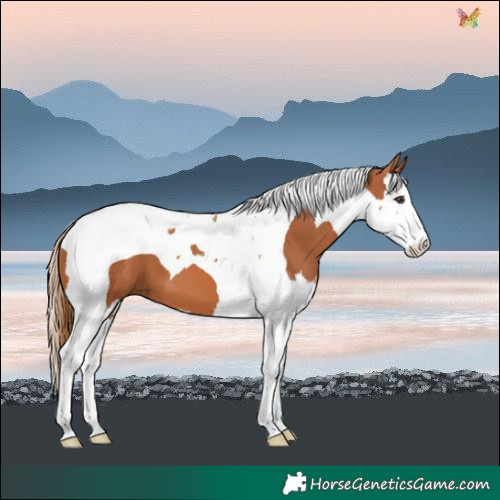 Horse Color:Chestnut Splash Tobiano