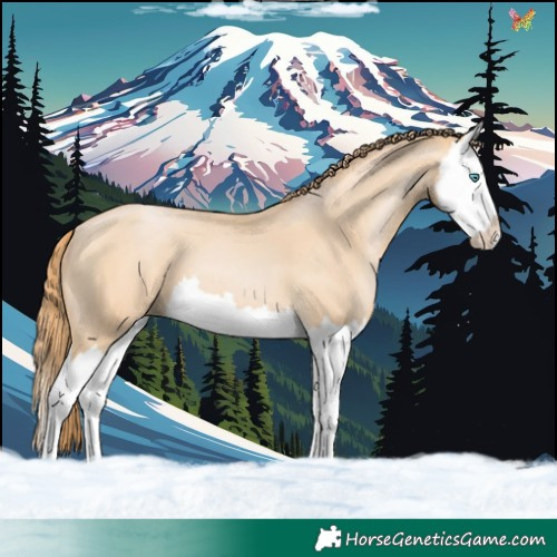 Horse Color:Buckskin Pearl Splash