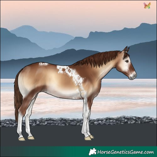 Horse Color:Red Onyx Tobiano 