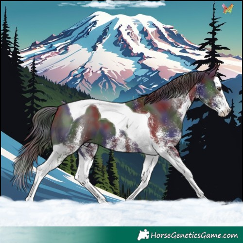 Horse Color:Nacre White Spotted Liver Chestnut Splash Tobiano
