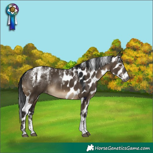 Horse Color:Powder White Gray Bay Dun Skewed Appaloosa Rabicano 