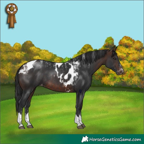 Horse Color:Powder White Bay Tobiano Skewed Appaloosa Rabicano