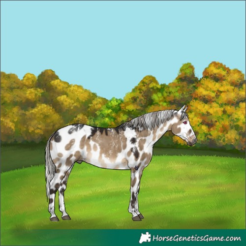 Horse Color:Powder White Gray Silver Brown Dun Skewed Appaloosa Rabicano 