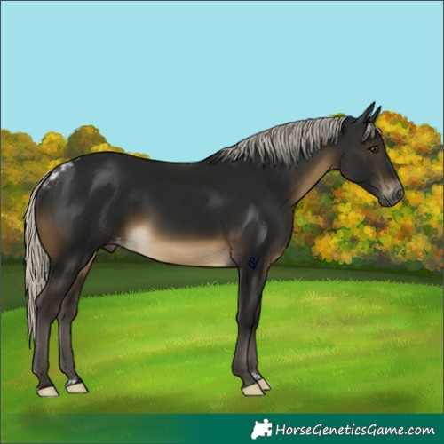 Horse Color:Gray Silver Buckskin Skewed Appaloosa 