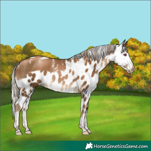 Horse Color:Powder White Gray Chocolate Palomino Pearl Skewed Appaloosa Rabicano