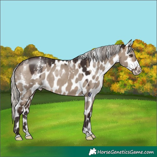 Horse Color:Powder White Silver Bay Dun Splash Skewed Appaloosa Rabicano 