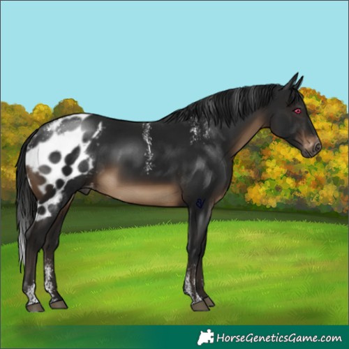 Horse Color:Powder White Gray Bay Skewed Appaloosa
