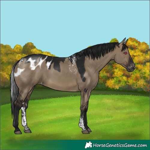Horse Color:Powder White Gray Bay Dun Skewed Appaloosa 