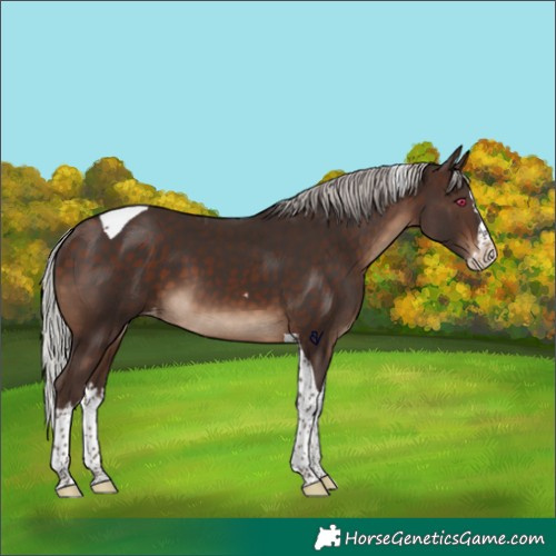 Horse Color:Silver Brown Splash Tobiano Skewed Appaloosa Rabicano 