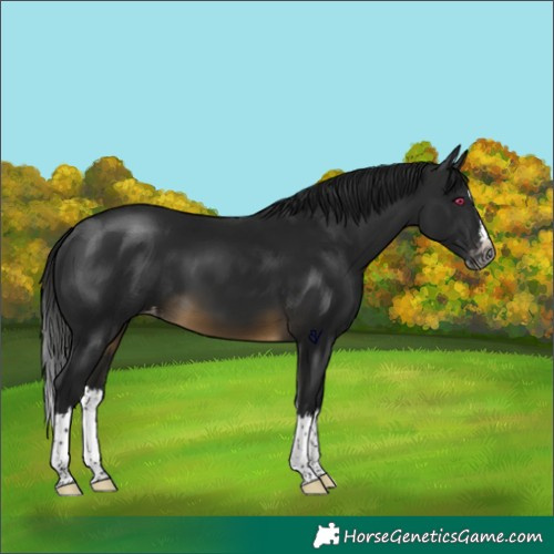 Horse Color:Gray Buckskin Splash Skewed Appaloosa 