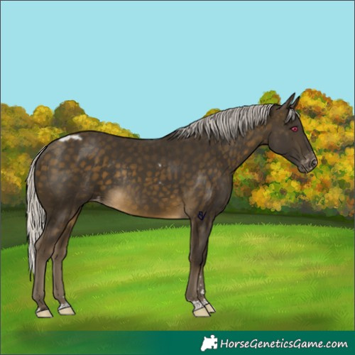 Horse Color:Silver Buckskin Skewed Appaloosa Rabicano 