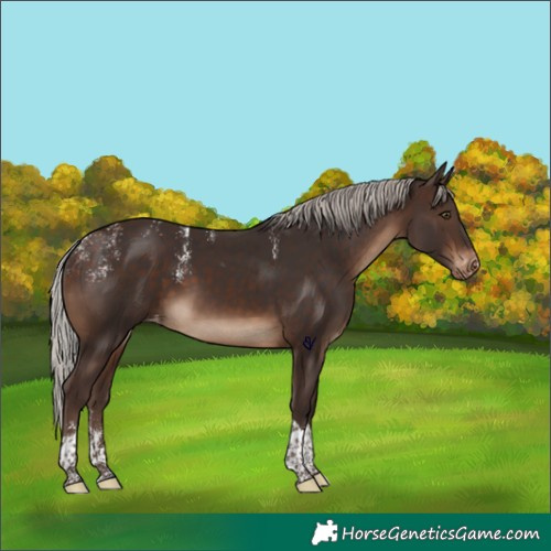 Horse Color:Powder White Silver Brown Tobiano Skewed Appaloosa Rabicano 