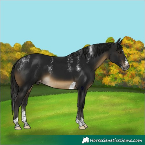 Horse Color:Powder White Gray Buckskin Splash Tobiano Skewed Appaloosa Rabicano 