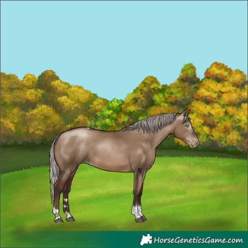 Horse Color:Gray Silver Brown Pearl Dun Tobiano