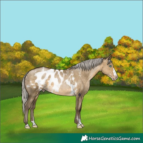 Horse Color:Powder White Gray Silver Buckskin Pearl Dun Splash Skewed Appaloosa 