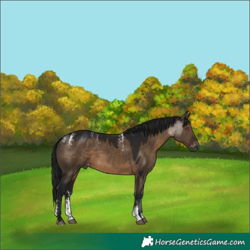 Horse Color:Powder White Gray Brown Dun Skewed Appaloosa Rabicano