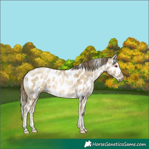 Horse Color:Powder White Buckskin Pearl Dun Skewed Appaloosa