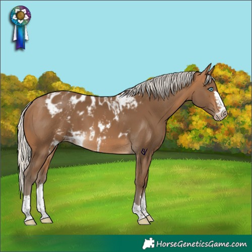 Horse Color:Gray Silver Perlino Mushroom Skewed Appaloosa