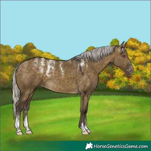 Horse Color:Powder White Silver Buckskin Dun Skewed Appaloosa 