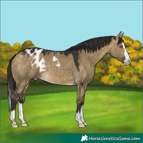 Horse Color:Buckskin Dun Splash Skewed Appaloosa