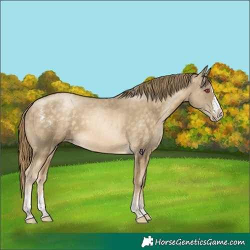 Horse Color:Powder White Buckskin Pearl Splash