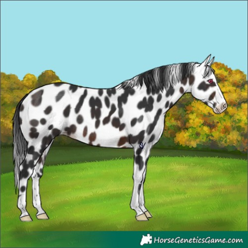 Horse Color:Brown Splash Skewed Appaloosa Rabicano 