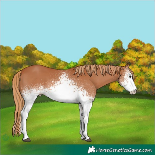 Horse Color:White Spotted Chestnut 