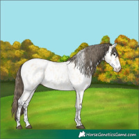 Horse Color:Buckskin Roan Near Leopard 