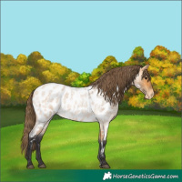 Horse Color:Buckskin Roan Appaloosa