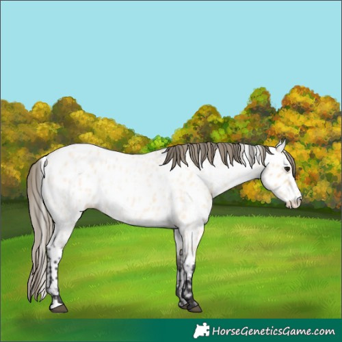 Horse Color:Buckskin Roan Appaloosa