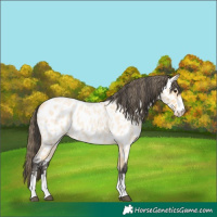 Horse Color:Buckskin Roan Near Leopard 