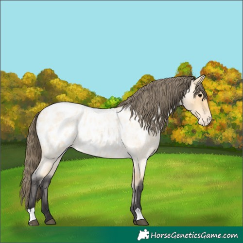 Horse Color:Buckskin Roan Appaloosa 
