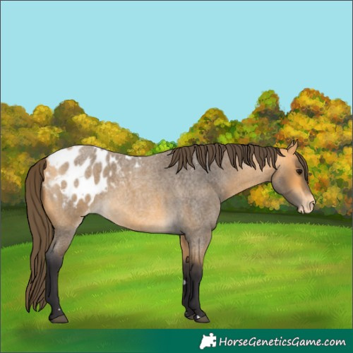 Horse Color:Buckskin Roan Appaloosa 