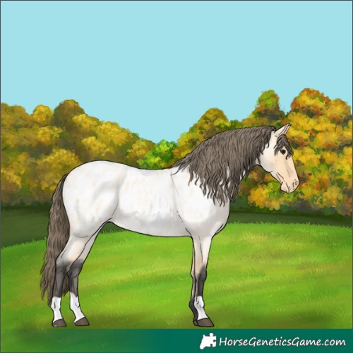 Horse Color:Buckskin Roan Appaloosa