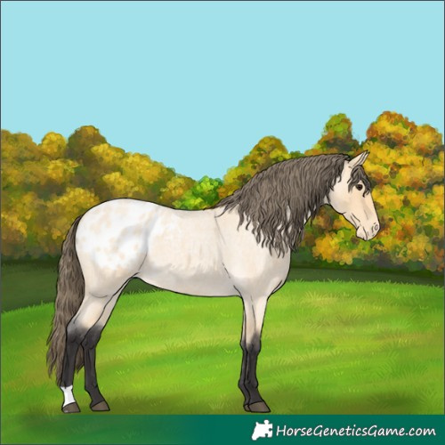 Horse Color:Buckskin Roan Appaloosa 